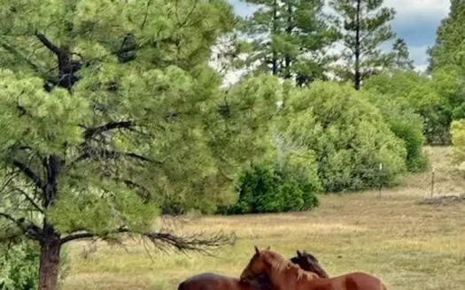 Horse Property for sale with six stall barn, RV Camper, on 10AC