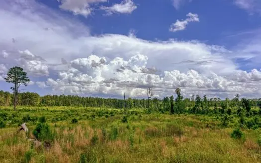 Land for Sale in Amite County, MS