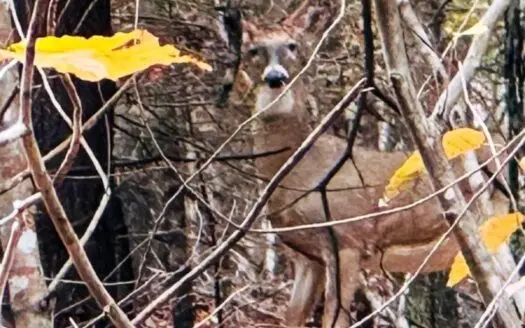 Hunting land for sale Wythe County, VA