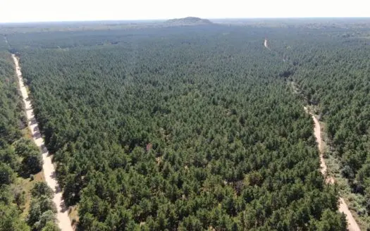 77-acre timber tract in the Town of Rome