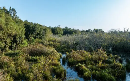 Texas Hunting & Recreation Property for Sale Winona TX Smith Co