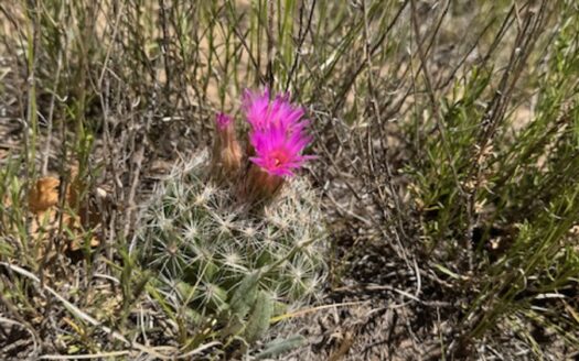 Recreational Mountain Land for Sale near Chama NM, Talavara S/D