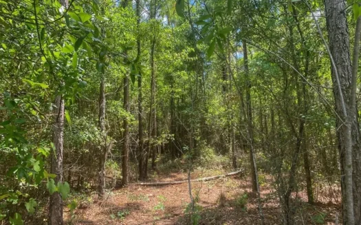 Vacant Land In Bell, FL