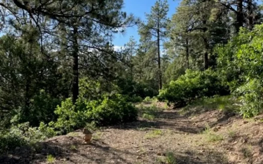 Recreational Mountain Land for Sale near Chama NM, Fishing
