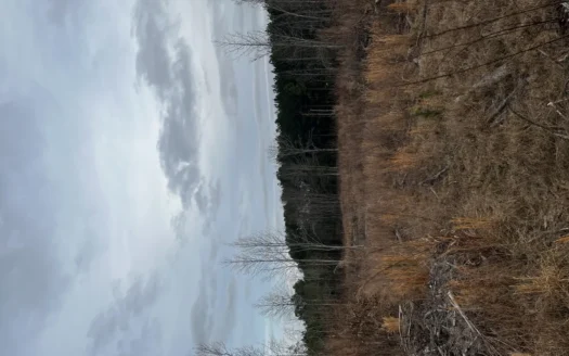 Hunting, Recreation and Residential Land South Carolina For Sale