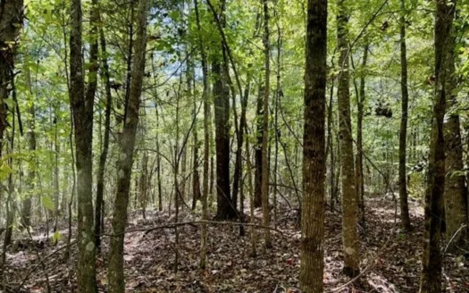650 Acres Timberland and Lake Site Calhoun County MS