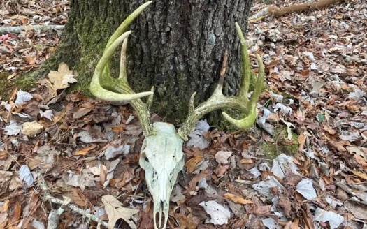 Land For Sale In Tn, Deer Hunting, Bottomland & Upland