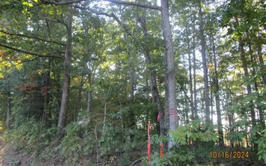Prime Timber Land with Road Frontage in Lunenburg County, VA