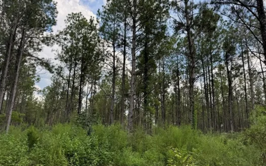 120 Acre Hunter’s Paradise in South MS for Sale