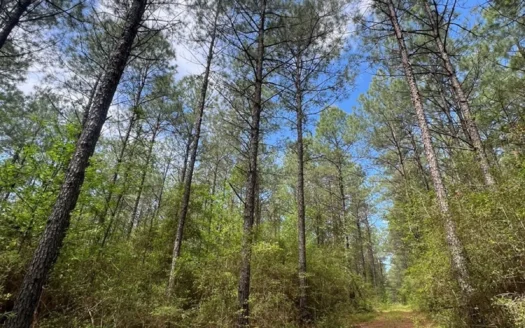 60 Acre Jackson Parish Timberland & Hunting Property