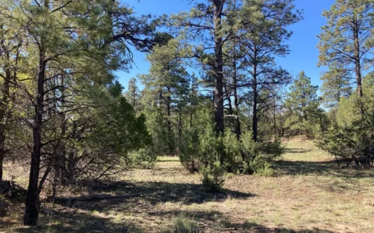 Beautiful Mountain Property Near Chama New Mexico