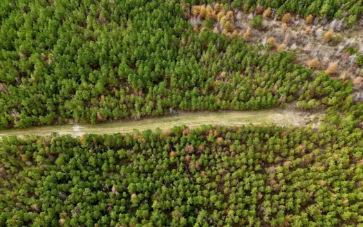 17+/- Acre Homesite and Hunting Property for Sale in Lasalle