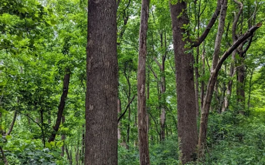 667 Acres± Of Land For Sell In Patrick County, Va
