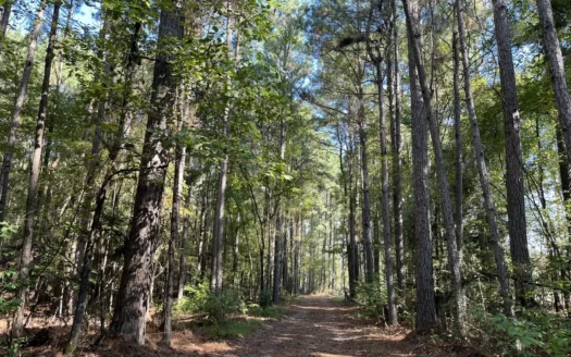 Timberland w/ Duck/Deer hunting habitat near Strong, AR for sale