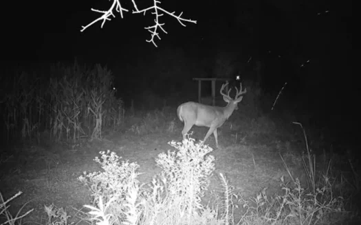 Hunting & Investment Opportunity in Dougherty County, GA