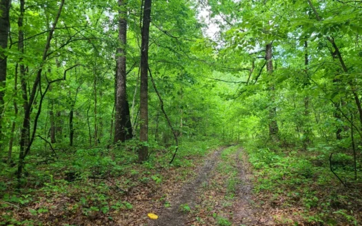 Over 1,000 acres for sale in central Kentucky-Timber or Hunt
