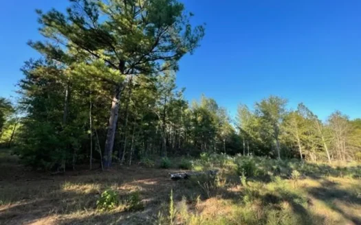 East Texas Recreational Timberland For Sale