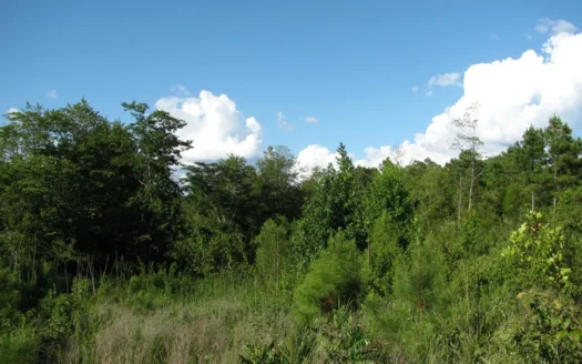 5.65 Acres Land For Sale In Mcnairy County, Tn