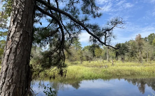 Deer/Duck Hunting Timberland for sale in Union County, Arkansas