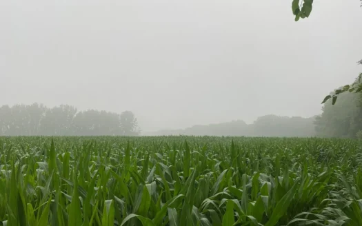 50 Acres of Prime Tillable and Woodland in Franklin, IN