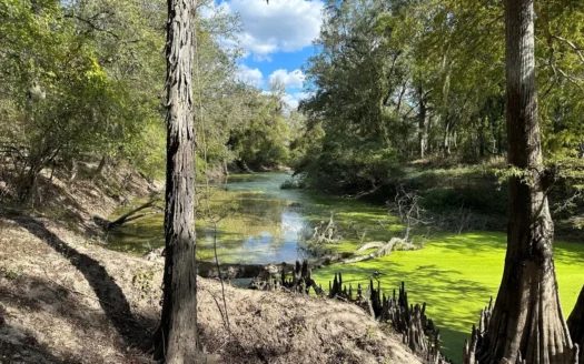 Planted Pine Land W/ Bayou Nezpique for sale near Elton, LA