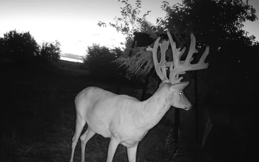 BOONER ALERT – Bourbon County Kansas 71