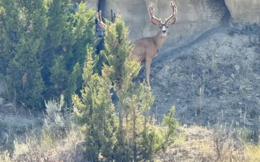 S Bar Ranch – 19,816± Acres North of Custer, Yellowstone County