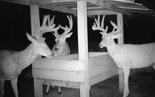 Exceptional Chautauqua County Kansas 320 ± Acres