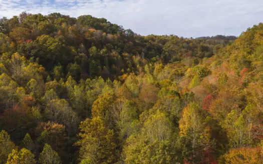 89 Wooded Acres For Sale In Blackwater, Virginia