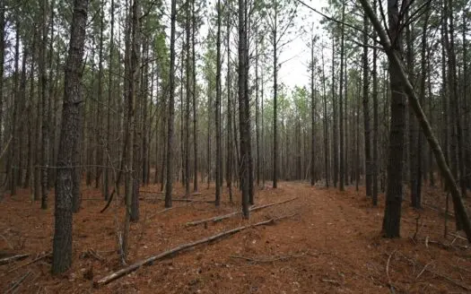 20 ac Vacant Land For Sale In Lewis Co Tn