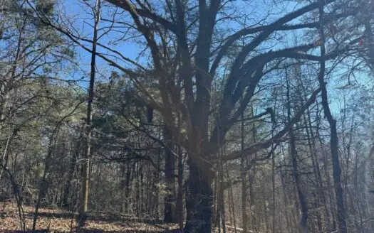 Hunting Land for Sale in Yalobusha County, MS