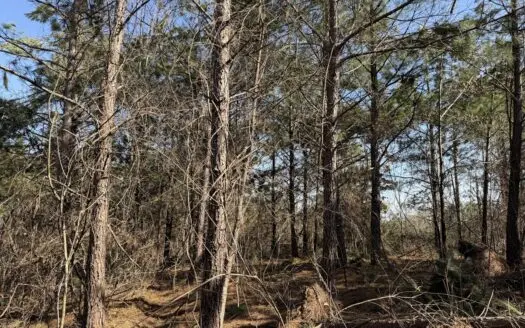 Land For Sale In Tn, 6.2 Acres+/- In Savannah, Tn