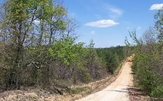 Tennessee Timber Land For Sale Wayne County TN Mature Pine