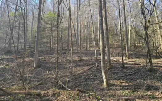 131 Ac, Dickenson County Va – Elk Protection Area