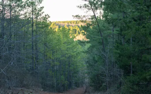 East TX Timber Hunting Land for Sale Ben Wheeler TX Van Zandt Co