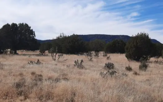 Nicely treed off grid parcel looking out into a large meadow