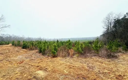 Hunting & Homesite Land Near Tylertown, MS