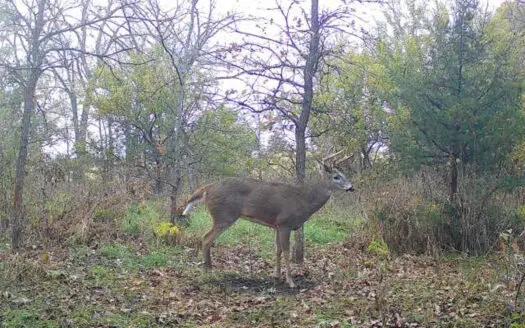 Combination Farm with Timber, Pasture & Hunting Potential