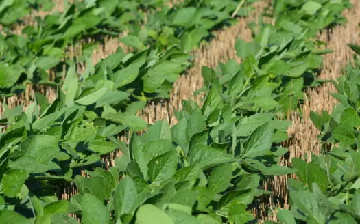 Income Producing Farm in Osage County Kansas