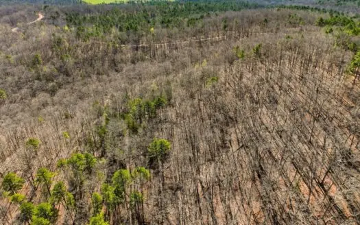 60 Acres Ozarks Land | Timber, Hunting, No Restrictions