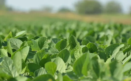 Osage County Kansas 75 Acre Build Site & Tillable Farm