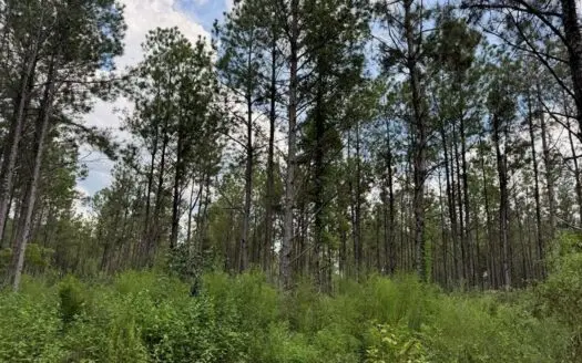 120 Acre Hunter’s Paradise in South MS for Sale