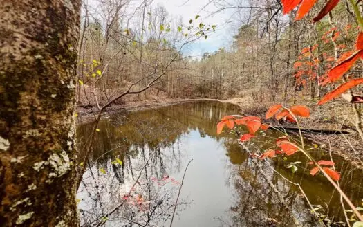 Mature Timber and Wildlife in Prentiss Co., Booneville, MS
