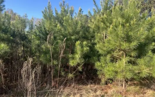 Webster Parish Recreational Land for Sale!!