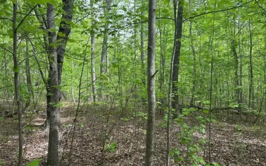 Hidden Hollow: Private 2-Lot Gem Near Buggs Island Lake, VA
