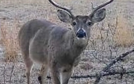 40 acres +/- For Sale Near Kiamichi River! Tract 5