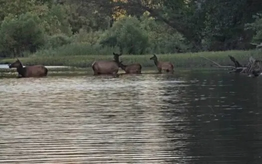 60 acres +/- For Sale Near Kiamichi River!