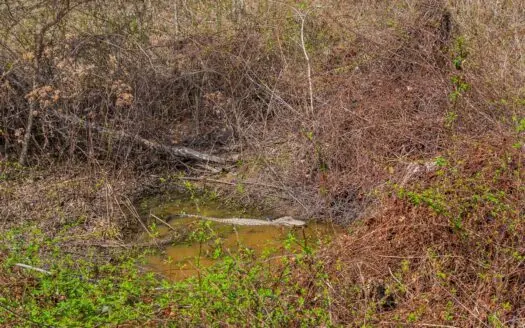 Tensas Parish Duck and Deer Hunting Property