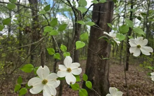 Land with Utilities for Sale in Antlers, Oklahoma
