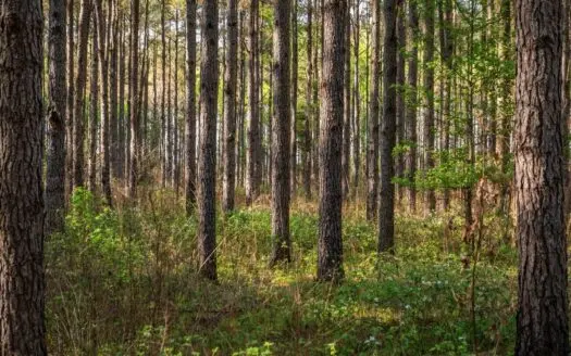 455 Acres Hunting & Income Land in Choctaw County MS